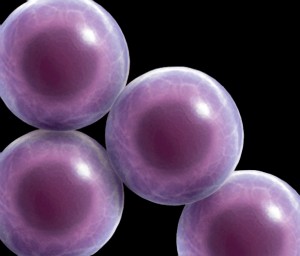 stem_cells_LG