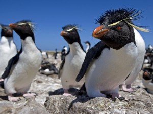 pinguini