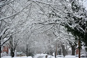 snow-glory