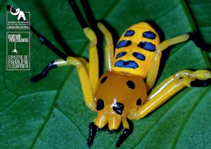 Platythomisus octomaculatus_