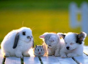ziua animalelor