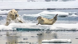 Picture Shows: A polar bear launches itself out of the water at a bearded seal that had previously been resting up between fishing trips – the final act of a long, stealthy stalk through the summer drift ice.