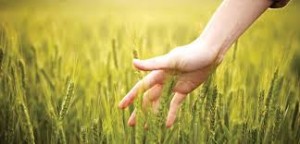 Alimentele „bio”: adevar sau marketing la produsele cu eticheta verde?