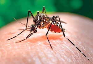 Virusul Zika ameninta continentele americane: mii de cazuri de microcefalie