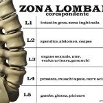 grafic coloana lombara