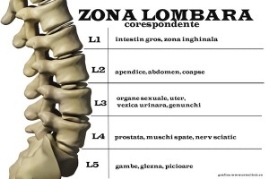 grafic coloana lombara