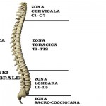 grafica – coloana – ortoclinic.ro