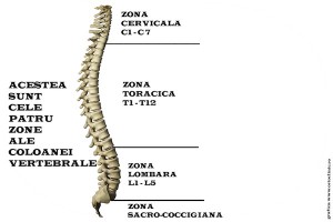 grafica - coloana - ortoclinic.ro