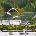 12993457_616338255182355_8265790893671551614_n