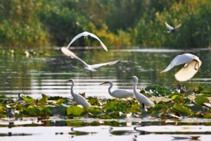 12993457_616338255182355_8265790893671551614_n