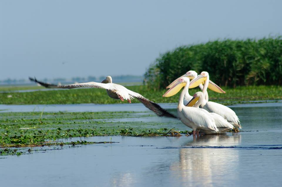 13062532_624359304380250_1092548343998531246_n