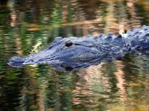 Copilul de 2 ani rapit de un aligator in Orlando a fost gasit mort