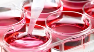Ziua Mondială a Donatorilor de Celule Stem Hematopoietice