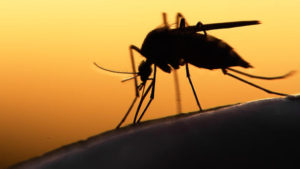 10% din femeile infectate cu Zika au nascut un copil cu o malformatie