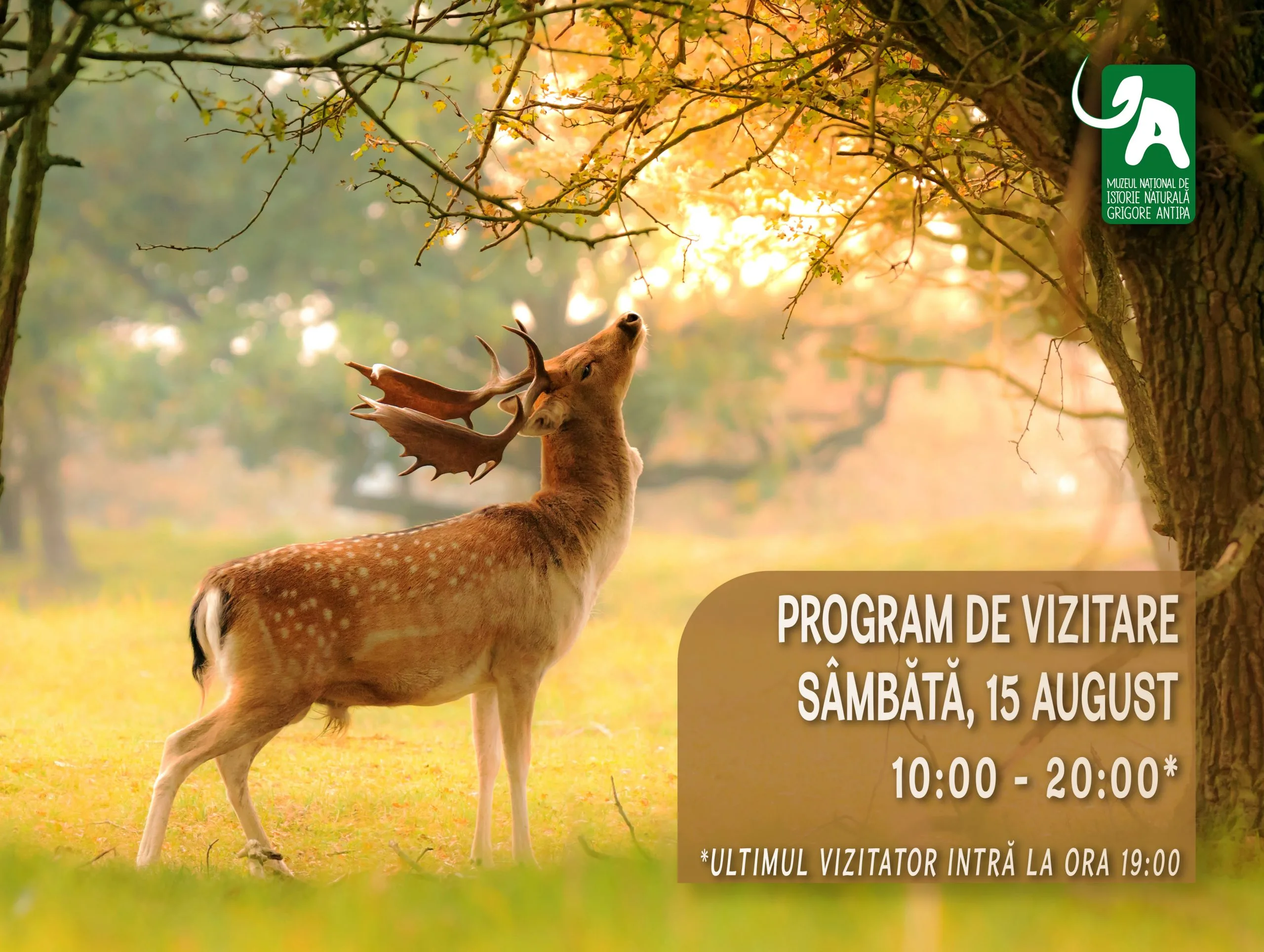 program 15 august 2020