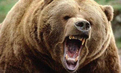 2 copii au fost atacați de urs în județul Sibiu