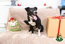 Haideți să adoptați un prieten pe viață! Vedete și căței în Cotroceni. Speranța din Ghetuțe vă așteaptă după seara de Moș Nicolae