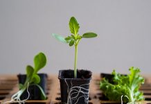 Cum ajuți răsadurile de legume să se înrădăcineze mai repede și mai sigur după plantare