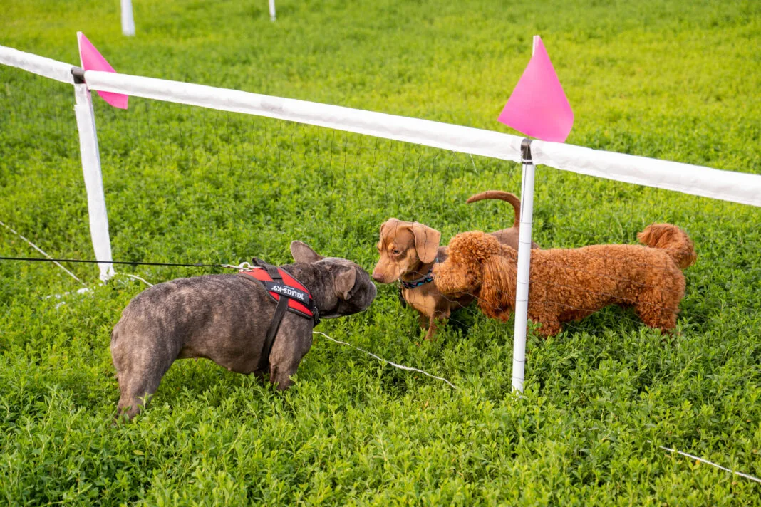 Hello Doggie Festival 2026 - 6 si 7 iunie - Insula Cainilor Parcul Titan