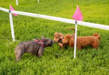 Parcul Titan devine paradisul iubitorilor de animale: ce surprize pregătește Hello Doggie Festival 2026